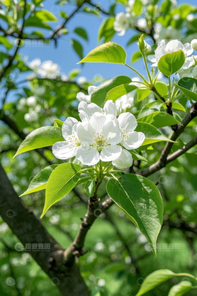 高清大图下载【趣麦麦图】枝头绽放的白色花朵