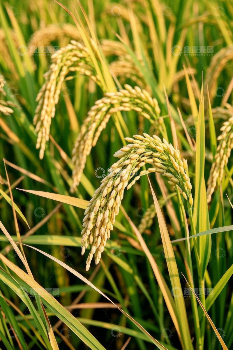 高清大图下载【趣麦麦图】成熟饱满的稻田稻穗特写