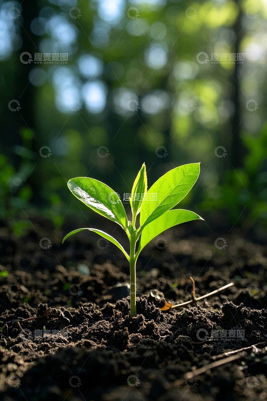 新生绿植破土生长画面
