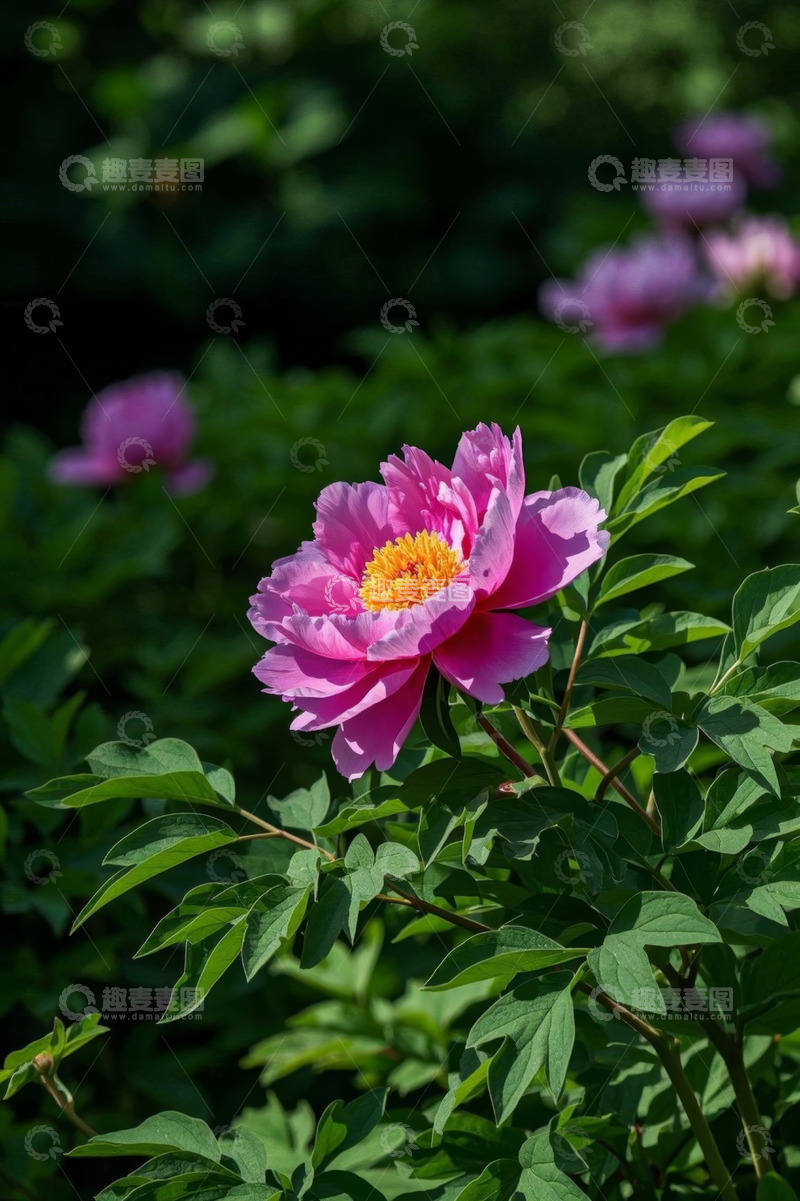 高清大图下载【趣麦麦图】盛开的粉色牡丹花