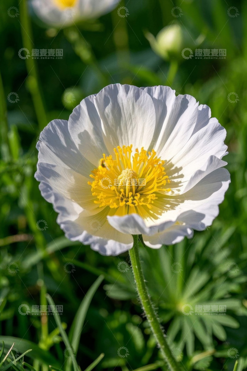 高清大图下载【趣麦麦图】白色花朵微距特写