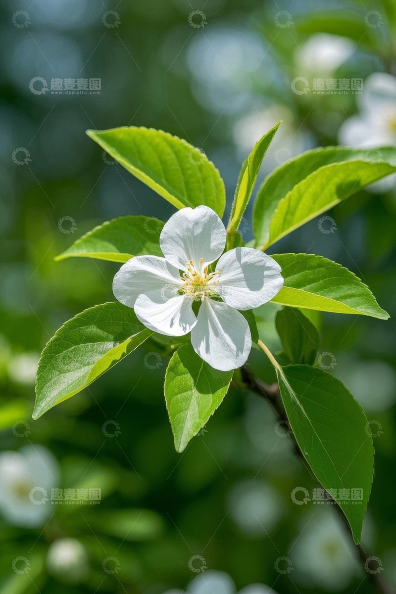 高清大图下载【趣麦麦图】白色花卉绿叶特写
