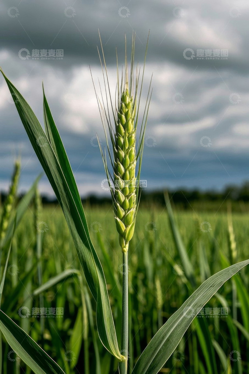 高清大图下载【趣麦麦图】田野中的青小麦特写