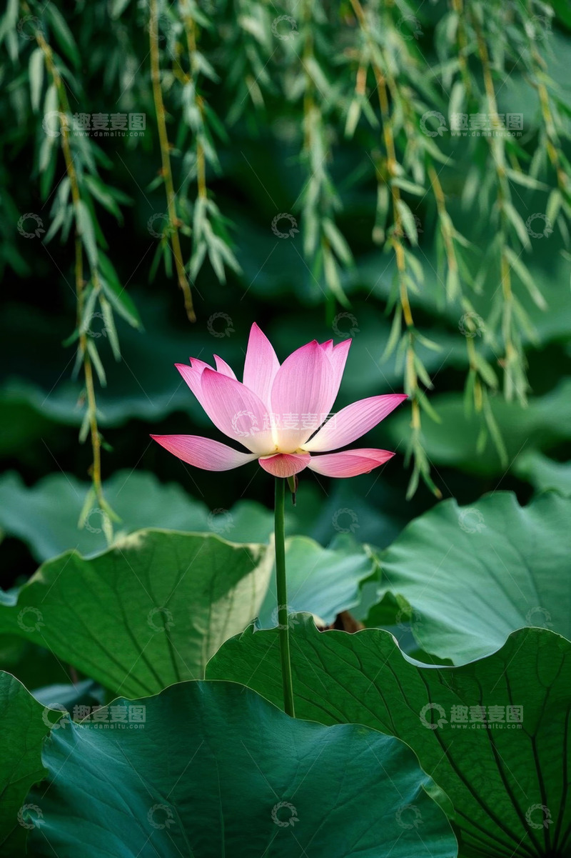 高清大图下载【趣麦麦图】盛开的粉色荷花与荷叶