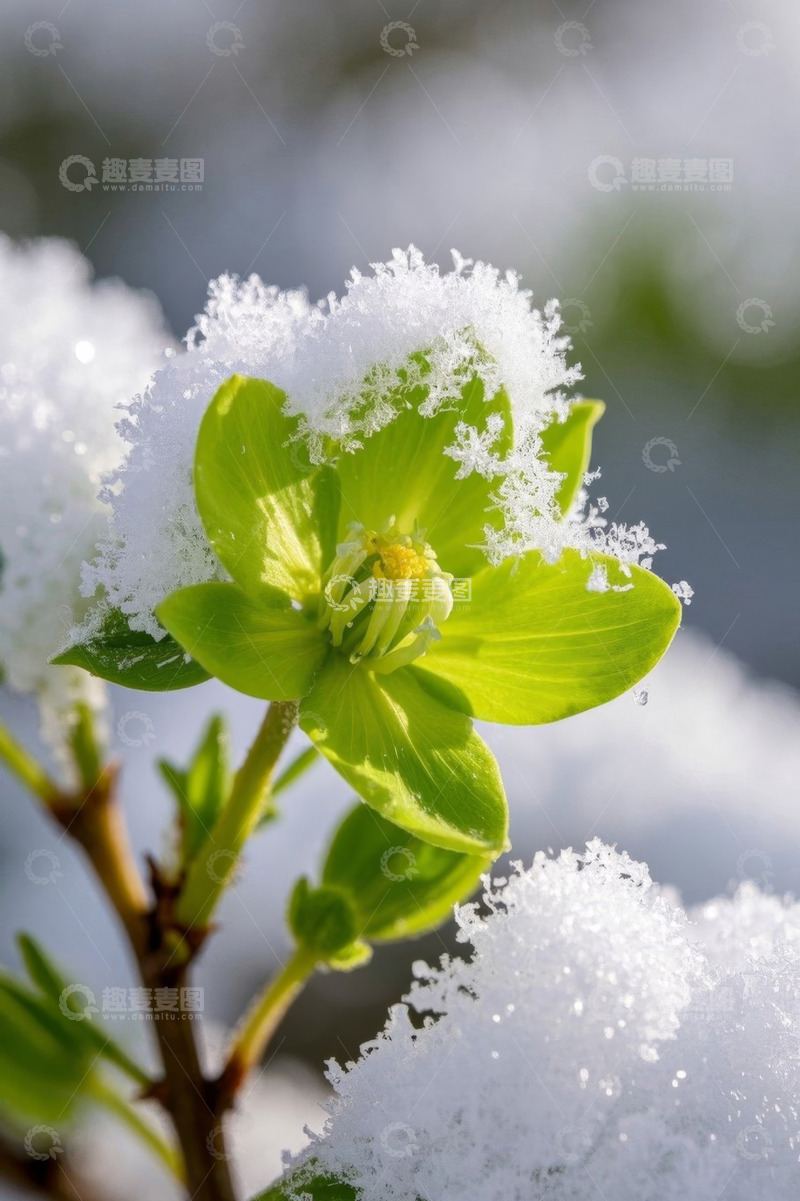 高清大图下载【趣麦麦图】覆雪绿植花卉特写
