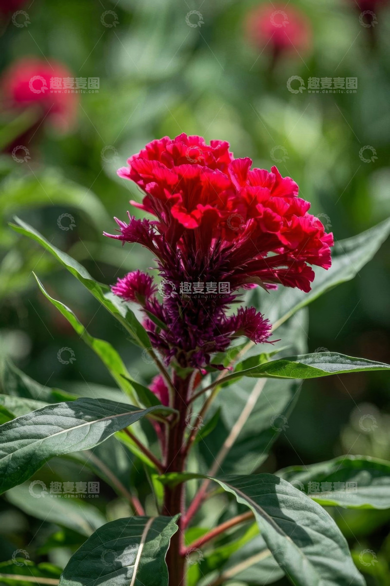 高清大图下载【趣麦麦图】红色鸡冠花特写