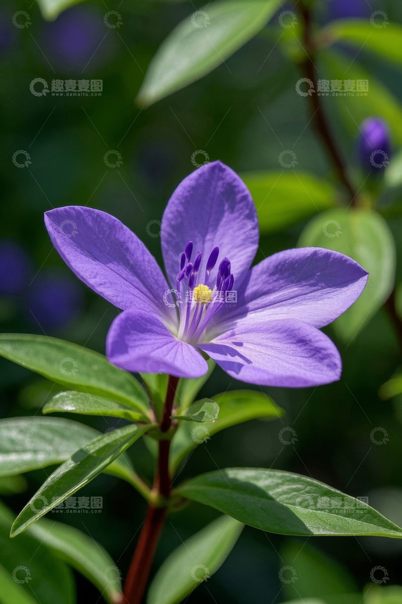高清大图下载【趣麦麦图】紫色花朵特写