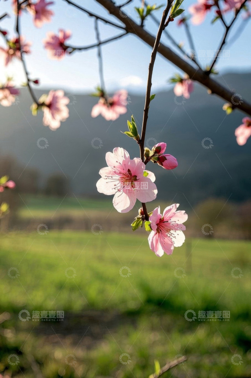 高清大图下载【趣麦麦图】田野边绽放的粉色桃花