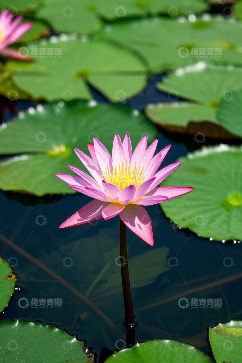 高清大图下载【趣麦麦图】池塘中的粉色睡莲特写