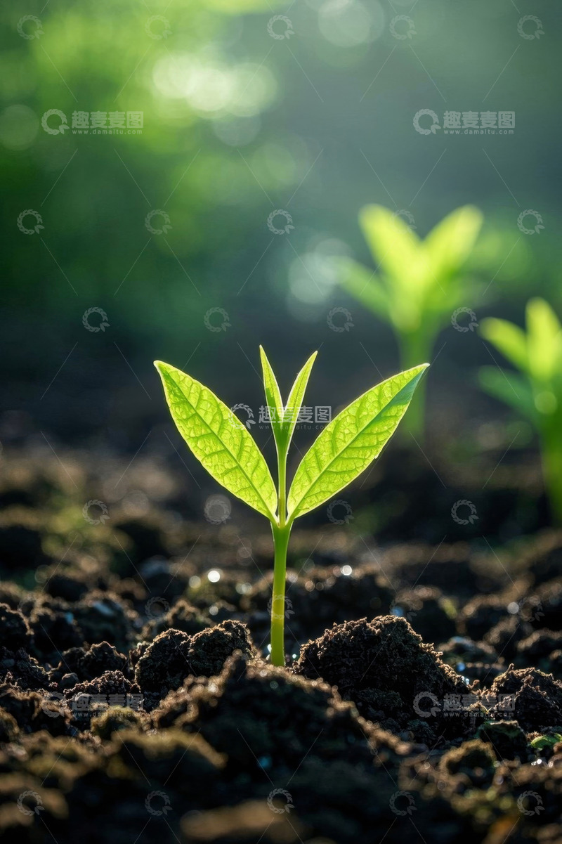 高清大图下载【趣麦麦图】破土而出的嫩绿幼苗