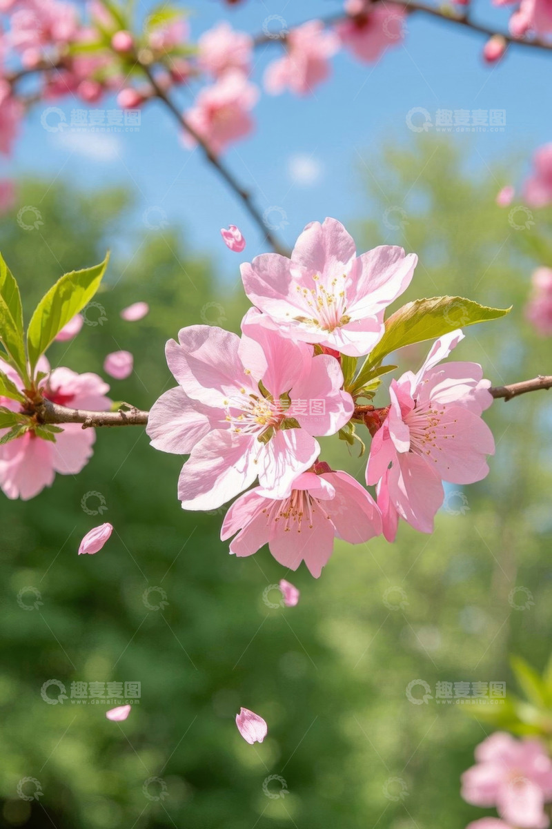 高清大图下载【趣麦麦图】盛开的粉色樱花特写