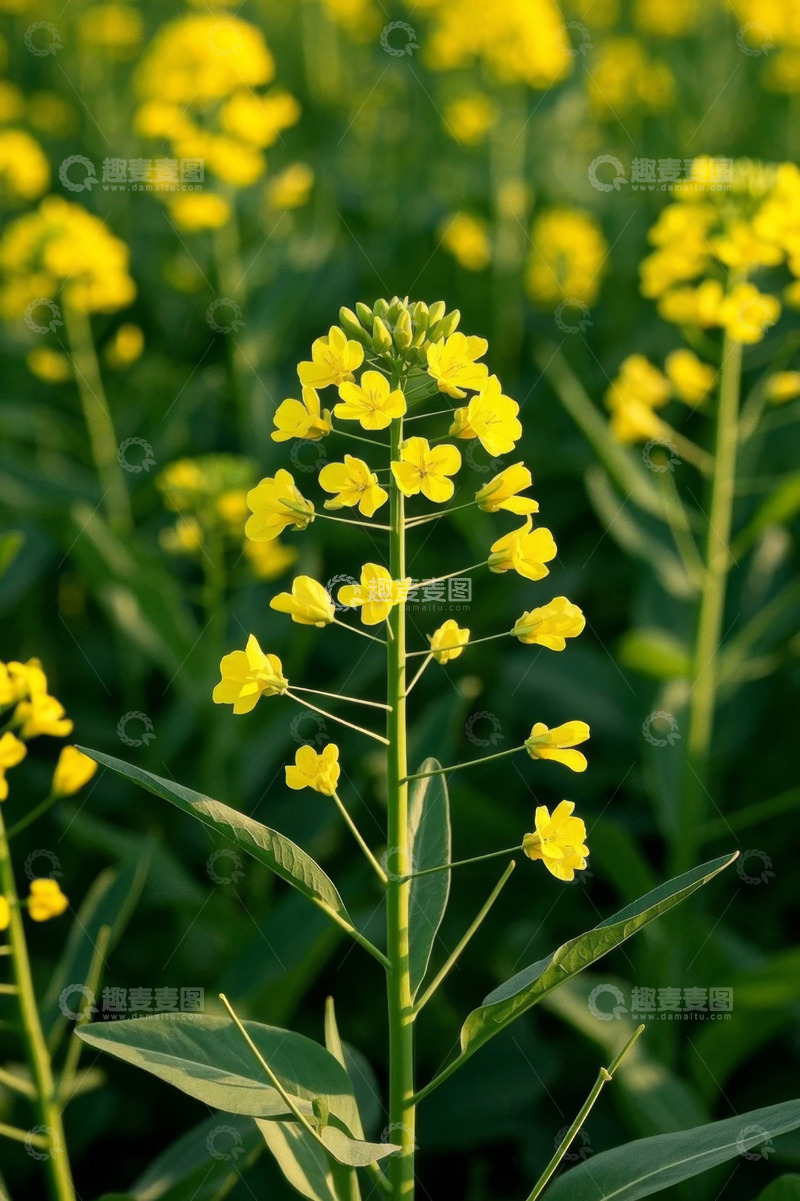 高清大图下载【趣麦麦图】田野中的黄色油菜花特写