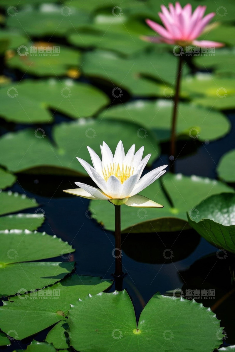 高清大图下载【趣麦麦图】池塘中绽放的白色和粉色睡莲