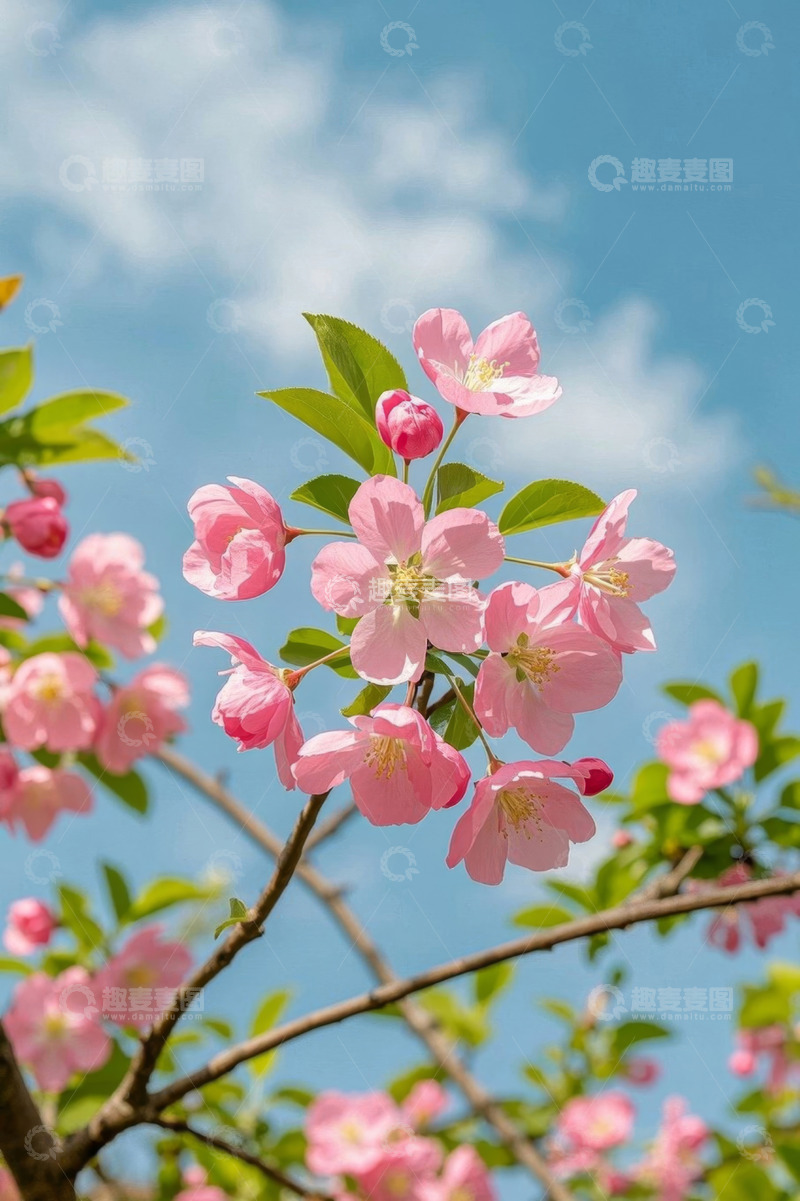 高清大图下载【趣麦麦图】蓝天背景下盛开的粉色花朵