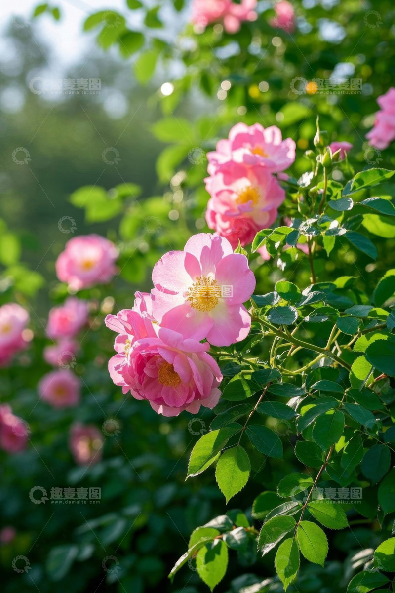 高清大图下载【趣麦麦图】盛开的粉色玫瑰花特写