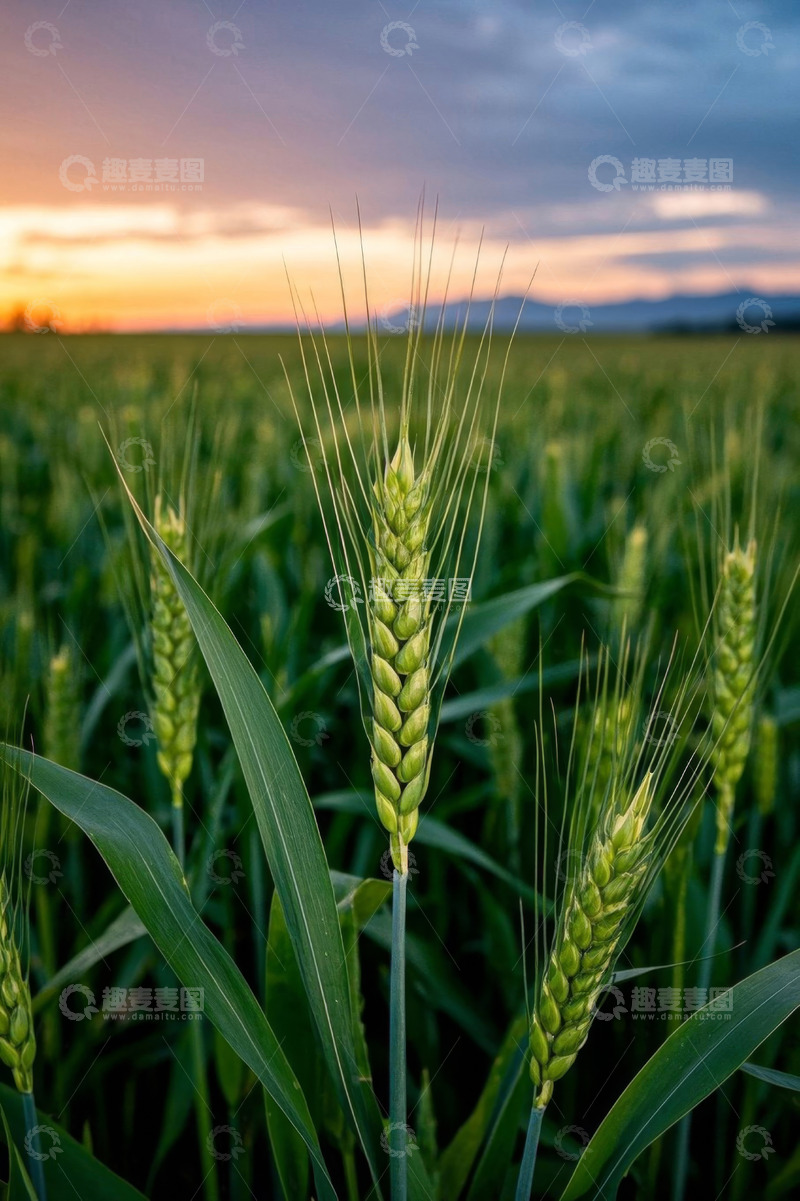 高清大图下载【趣麦麦图】夕阳下的小麦田野景象