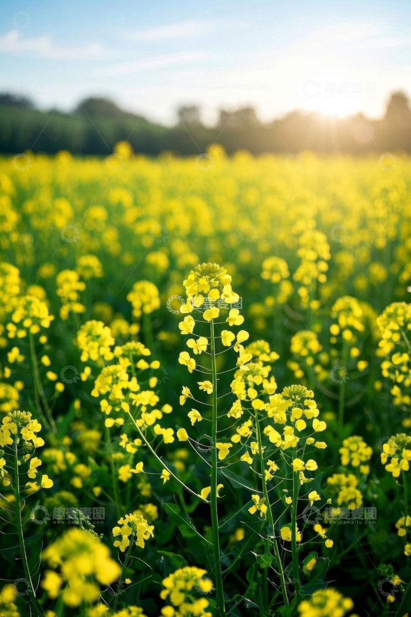 高清大图下载【趣麦麦图】户外黄色油菜花田风光