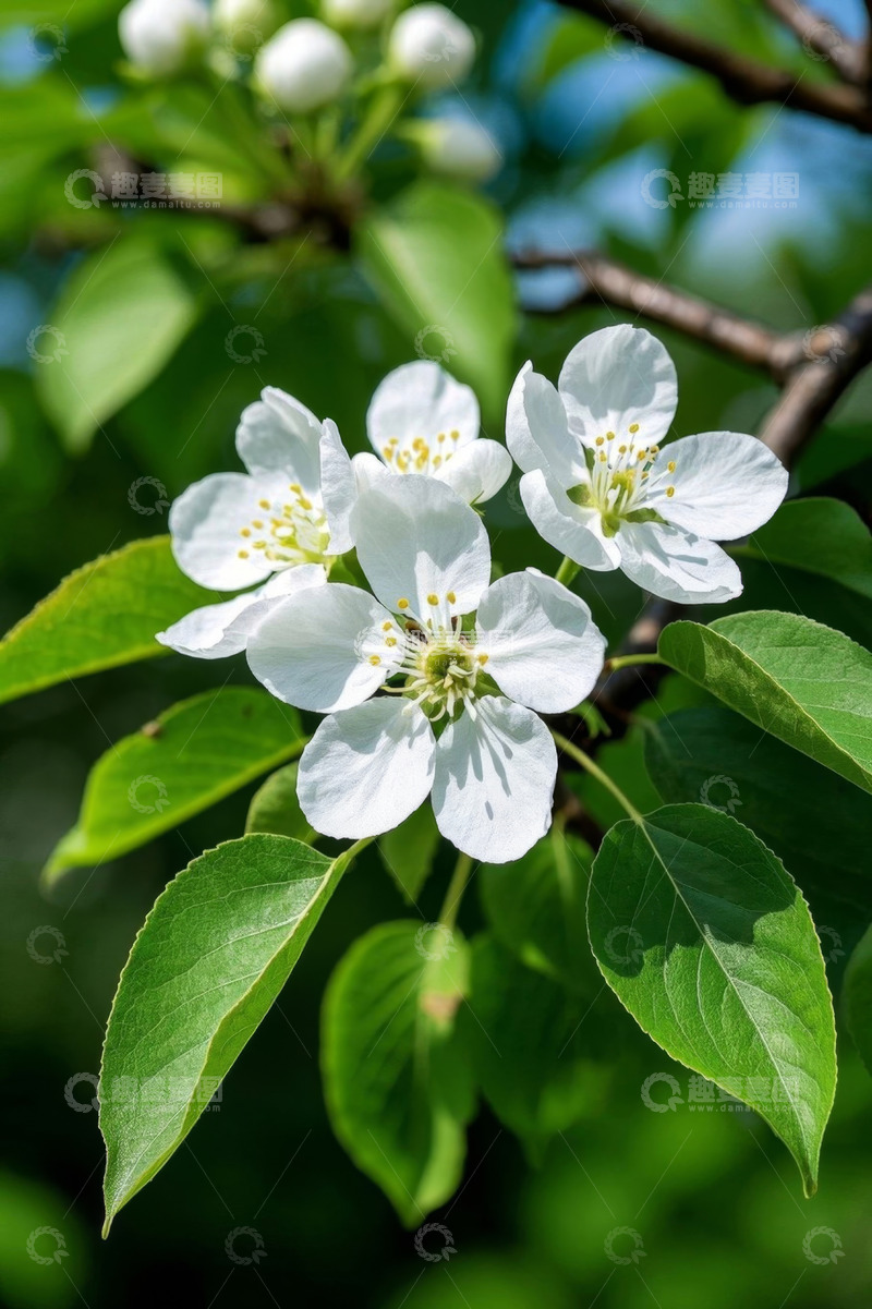 高清大图下载【趣麦麦图】白色花朵与绿叶特写