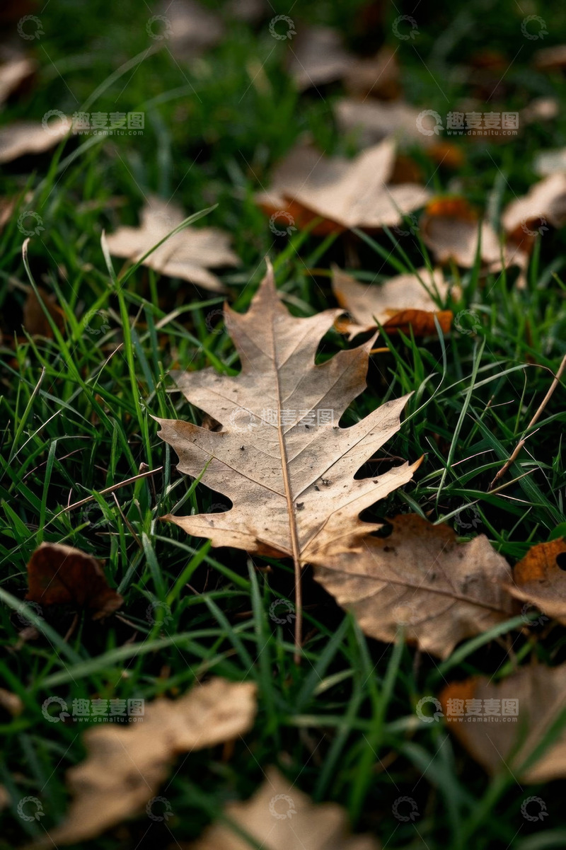高清大图下载【趣麦麦图】草地上的枯黄落叶