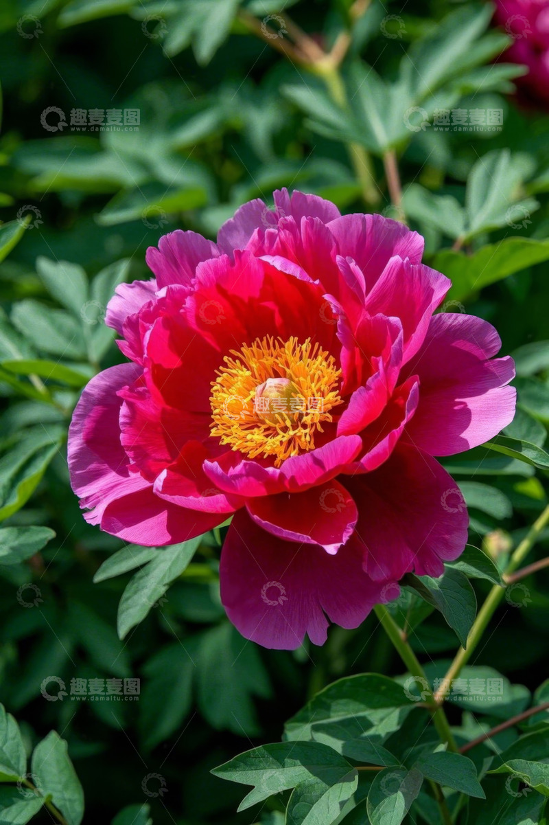 高清大图下载【趣麦麦图】盛开的玫红色牡丹花