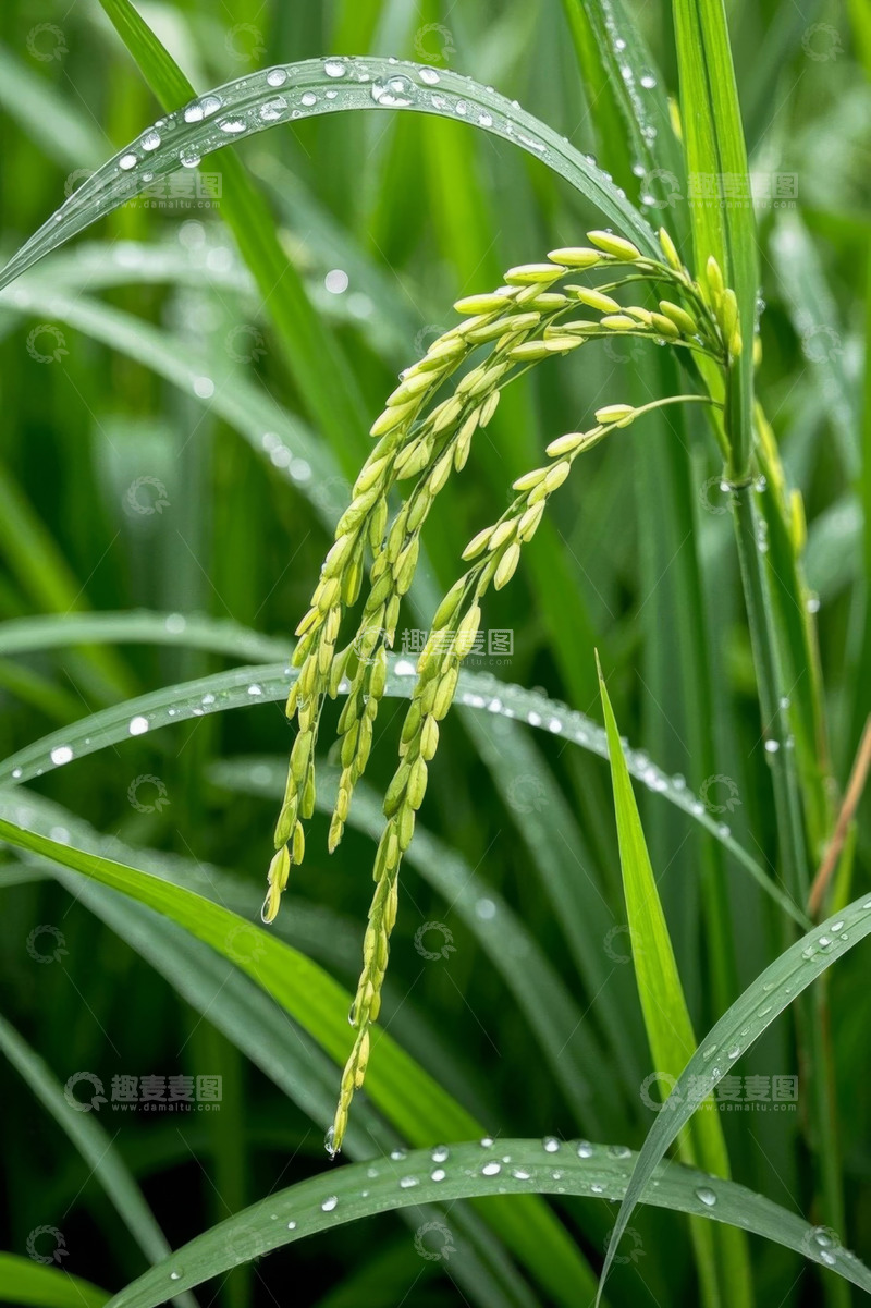 高清大图下载【趣麦麦图】稻田中带水珠的稻穗特写