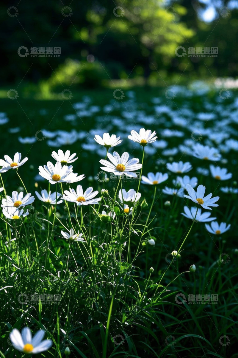 高清大图下载【趣麦麦图】阳光下草地中的白色雏菊