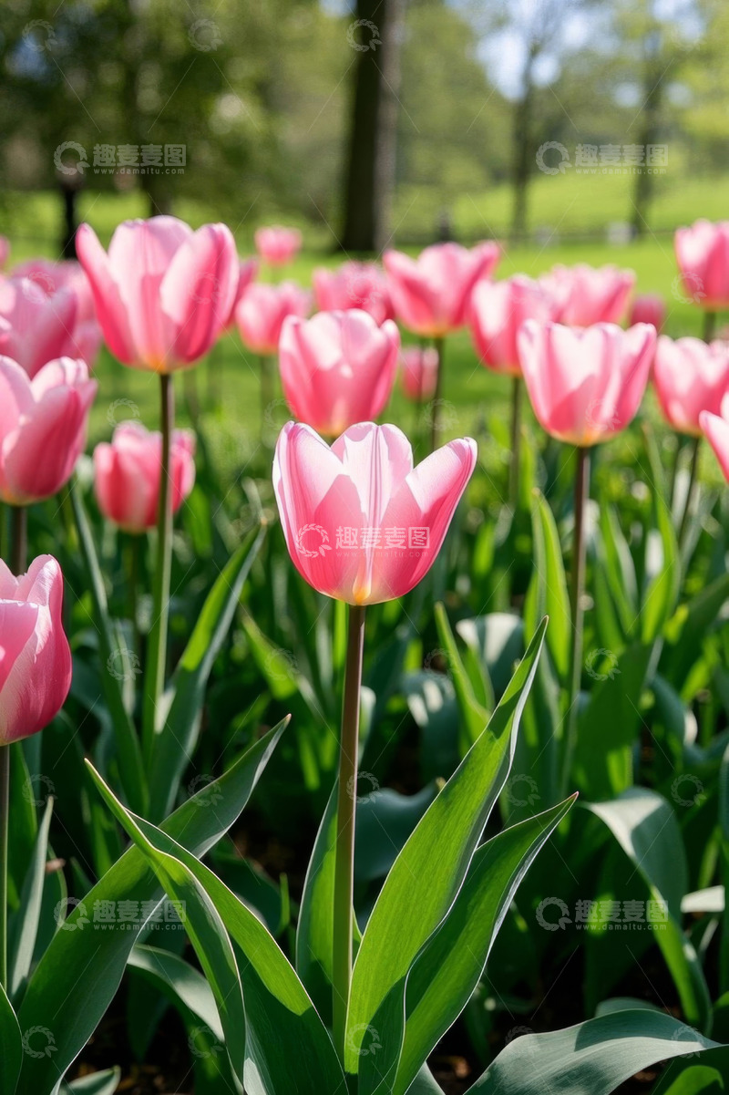 高清大图下载【趣麦麦图】户外盛开的粉色郁金香