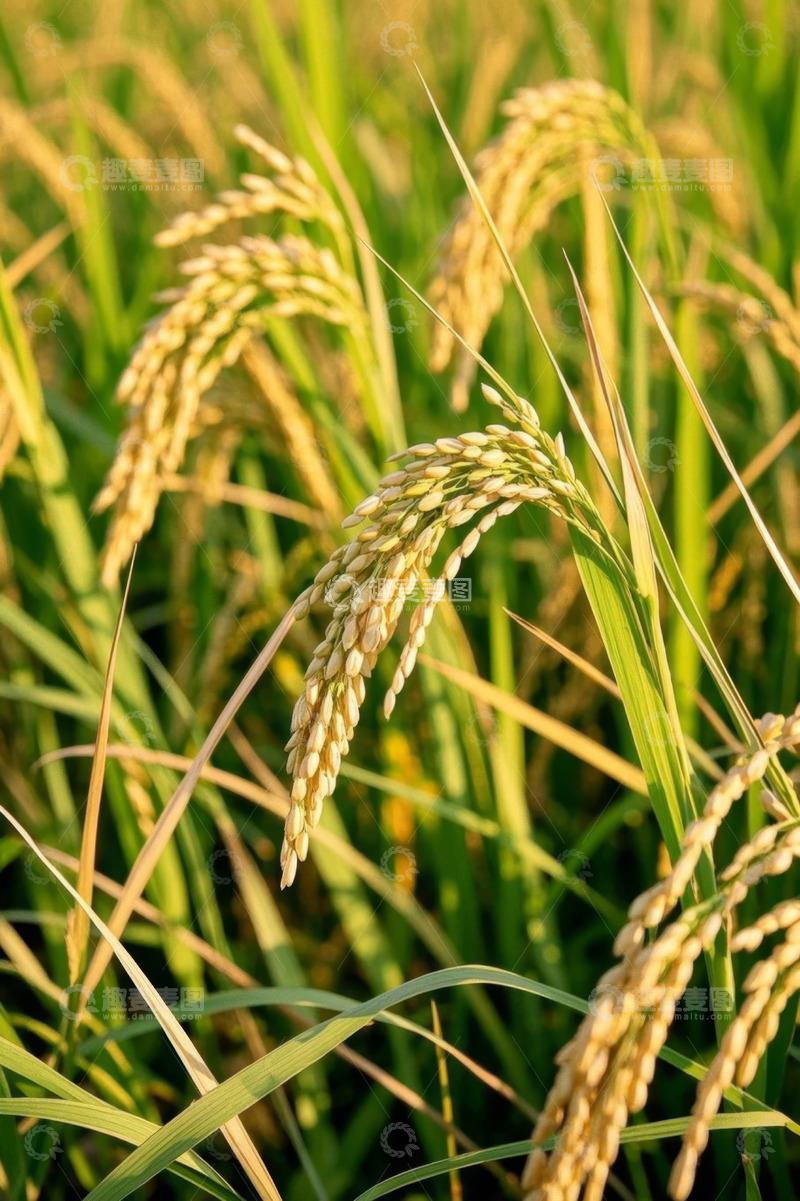 高清大图下载【趣麦麦图】成熟的稻田稻谷特写