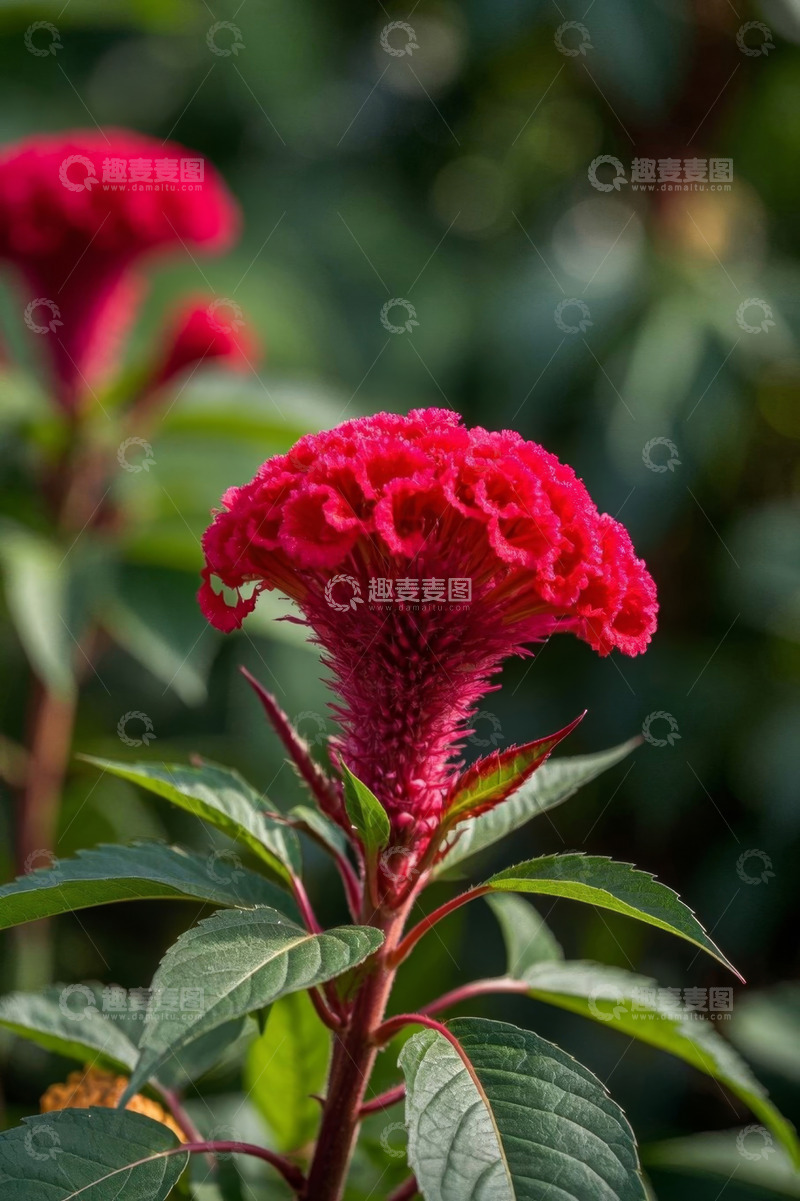 高清大图下载【趣麦麦图】红色鸡冠花特写