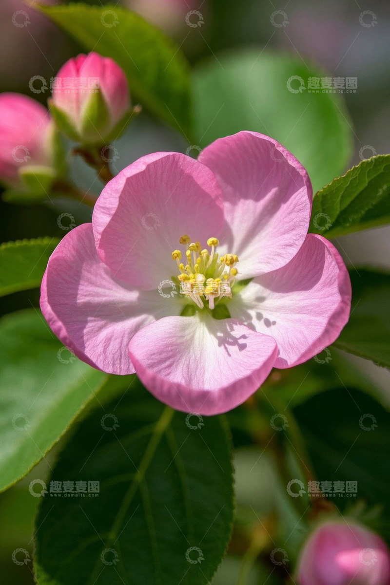 高清大图下载【趣麦麦图】粉色花朵特写