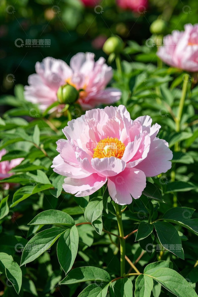 高清大图下载【趣麦麦图】盛开的粉色牡丹花特写