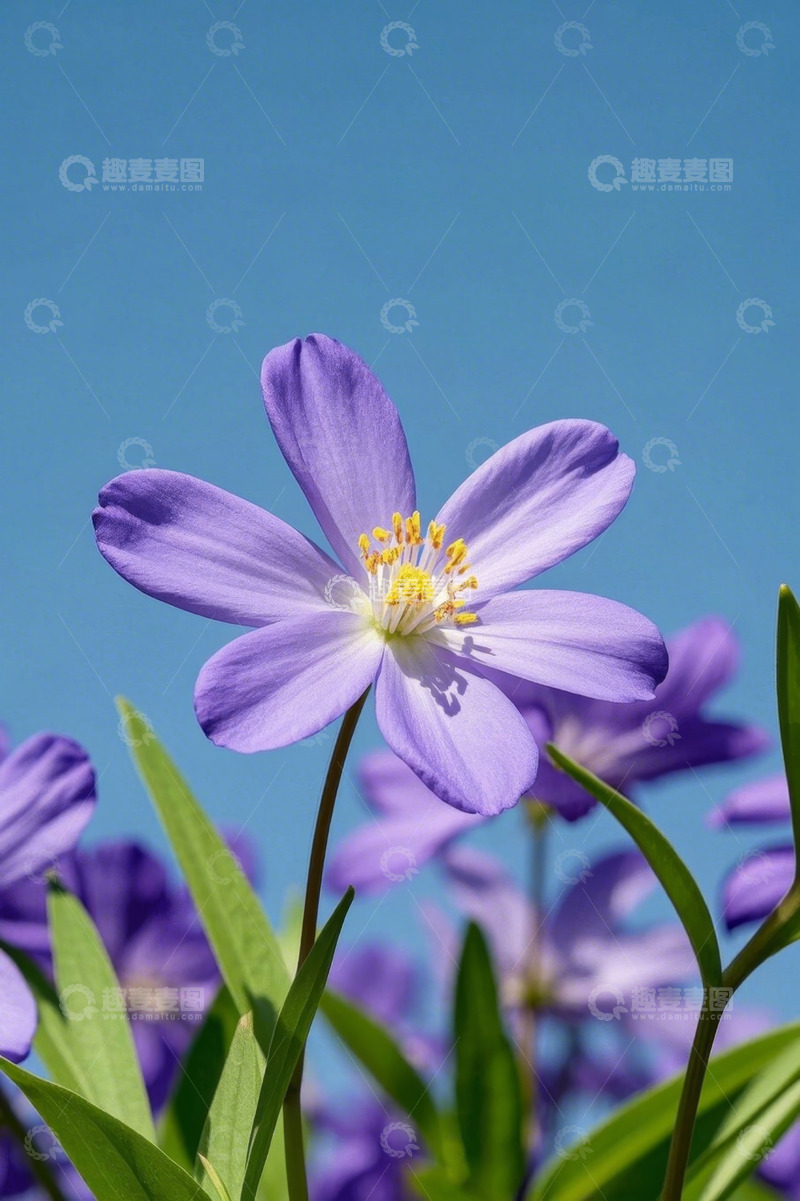 高清大图下载【趣麦麦图】蓝天背景下的紫色花朵