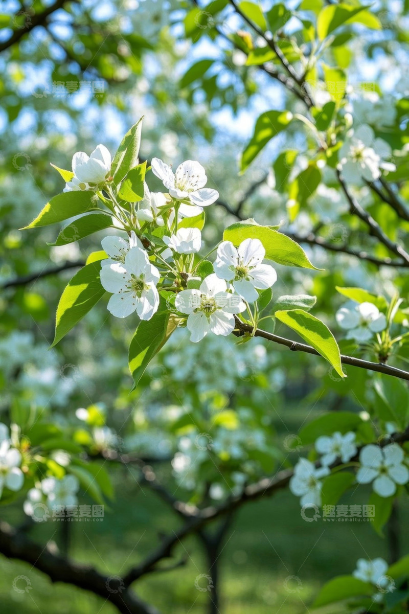 高清大图下载【趣麦麦图】盛开的白色花朵与绿叶