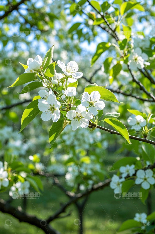盛开的白色花朵与绿叶