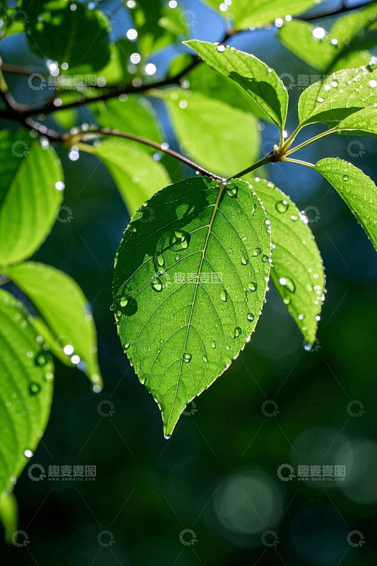 带水珠的嫩绿树叶特写