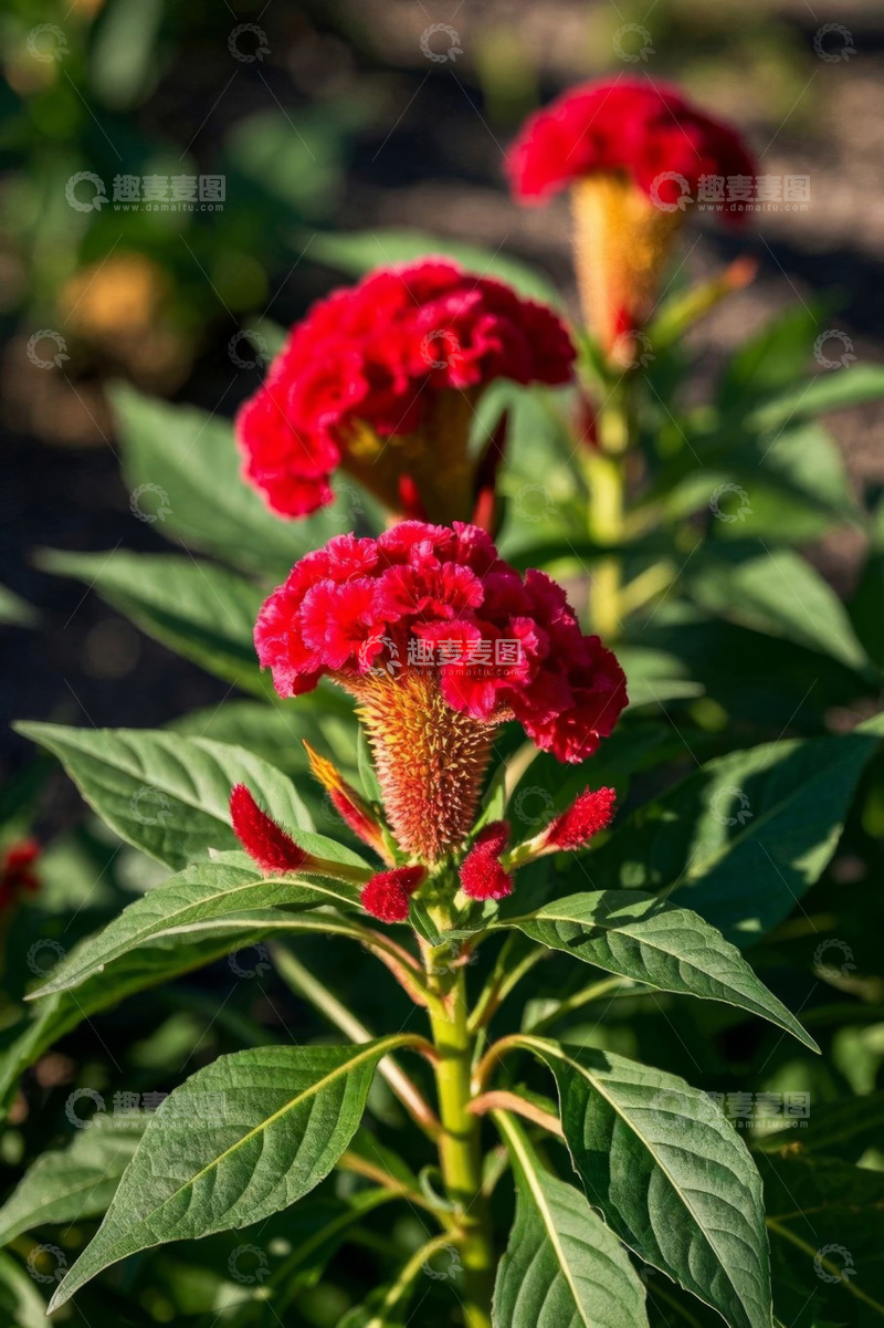 高清大图下载【趣麦麦图】红色鸡冠花特写