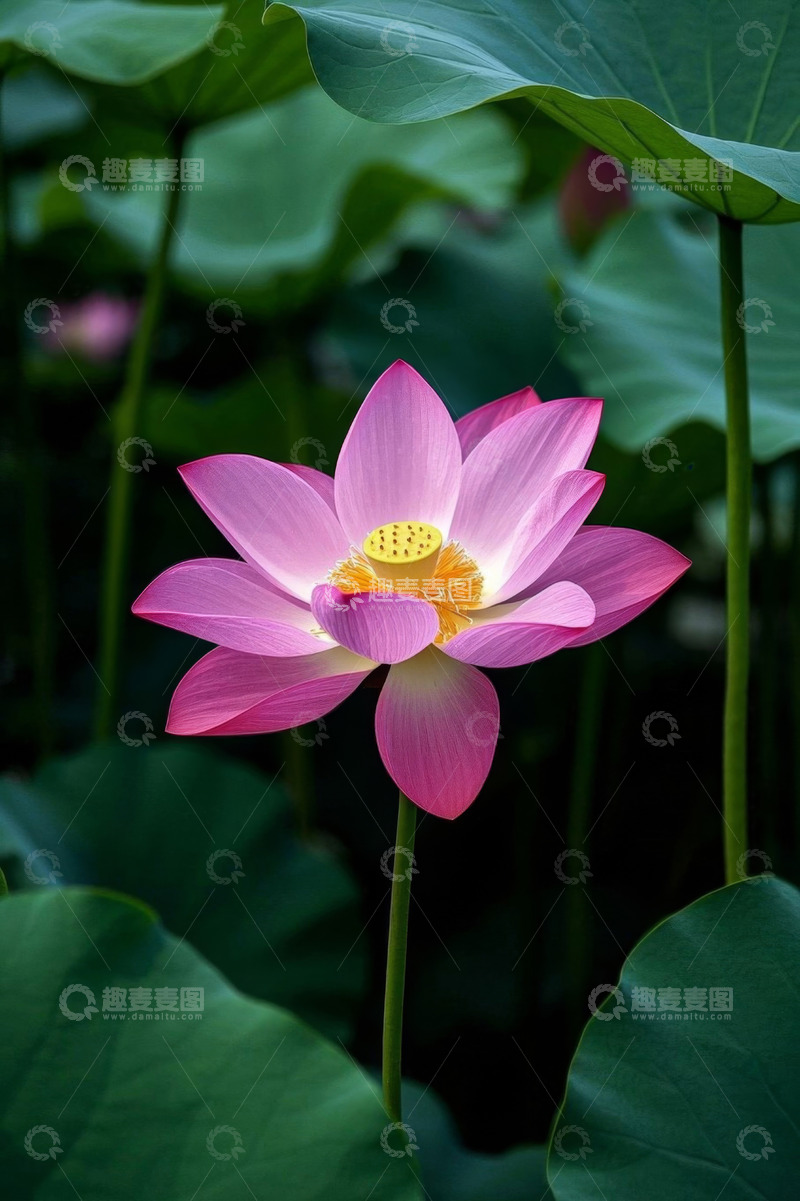 高清大图下载【趣麦麦图】盛开的粉色荷花特写