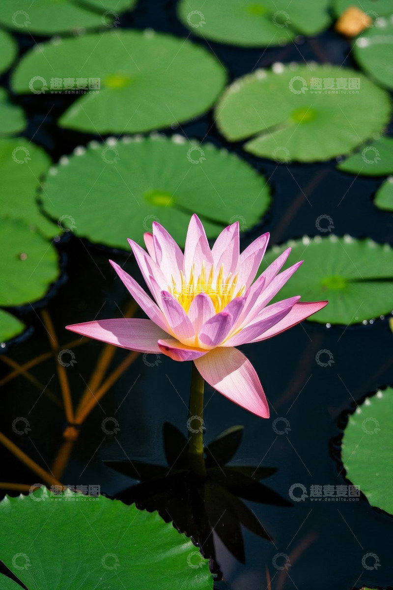 高清大图下载【趣麦麦图】水中绽放的粉色睡莲