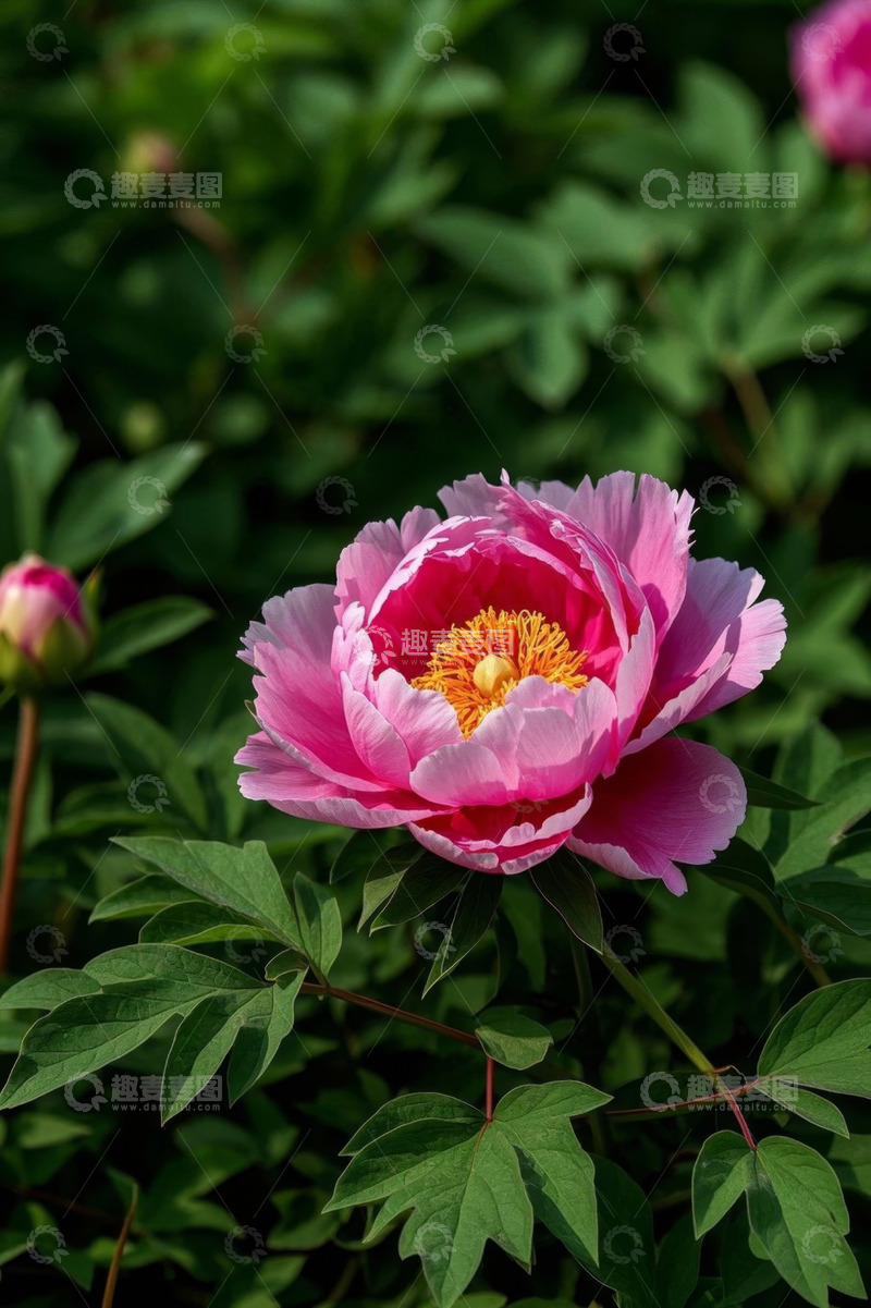 高清大图下载【趣麦麦图】盛开的粉色牡丹花特写
