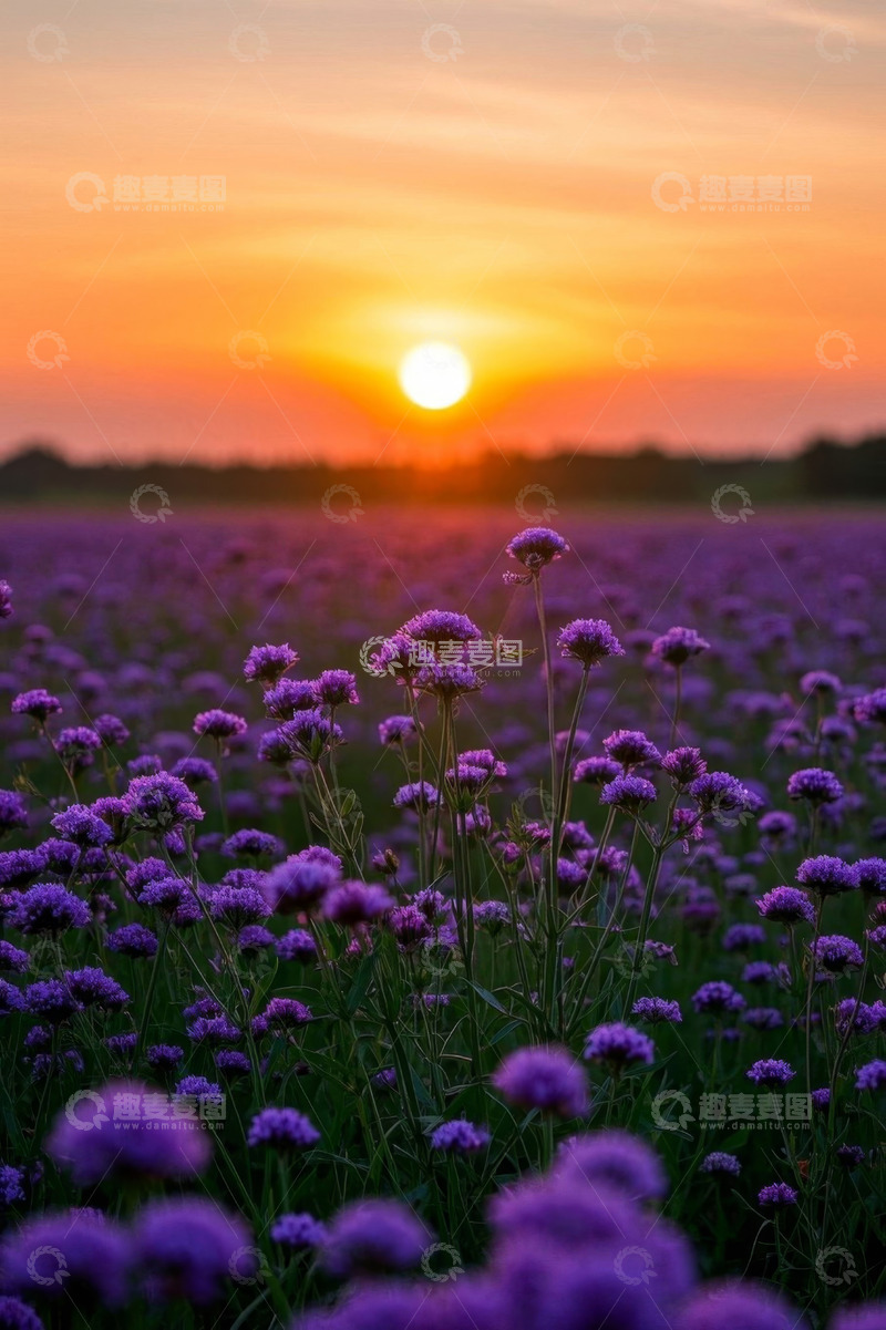 高清大图下载【趣麦麦图】日落时分紫色花田美景