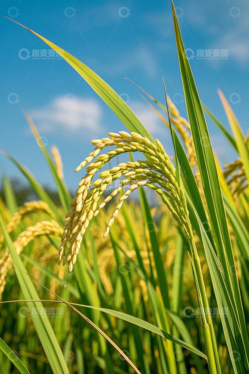 高清大图下载【趣麦麦图】金黄稻谷与蓝天背景的稻田景象