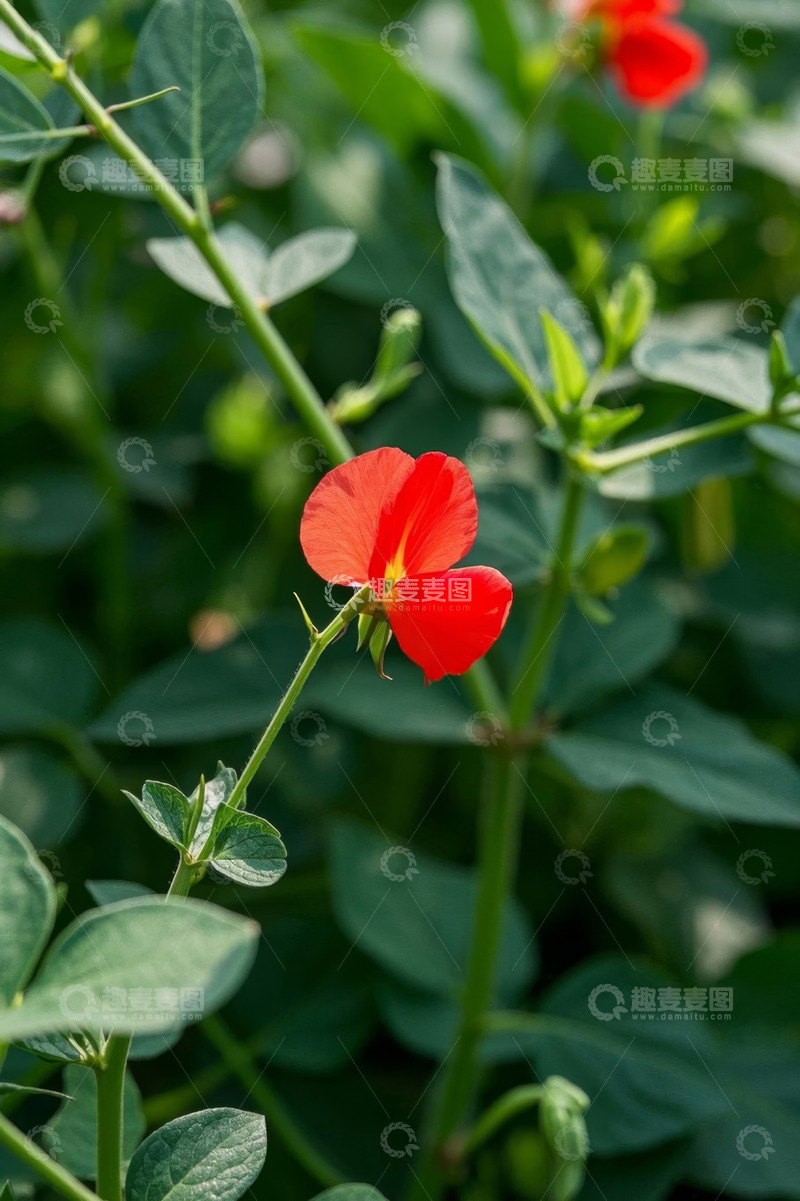 高清大图下载【趣麦麦图】特写红色花朵与绿叶