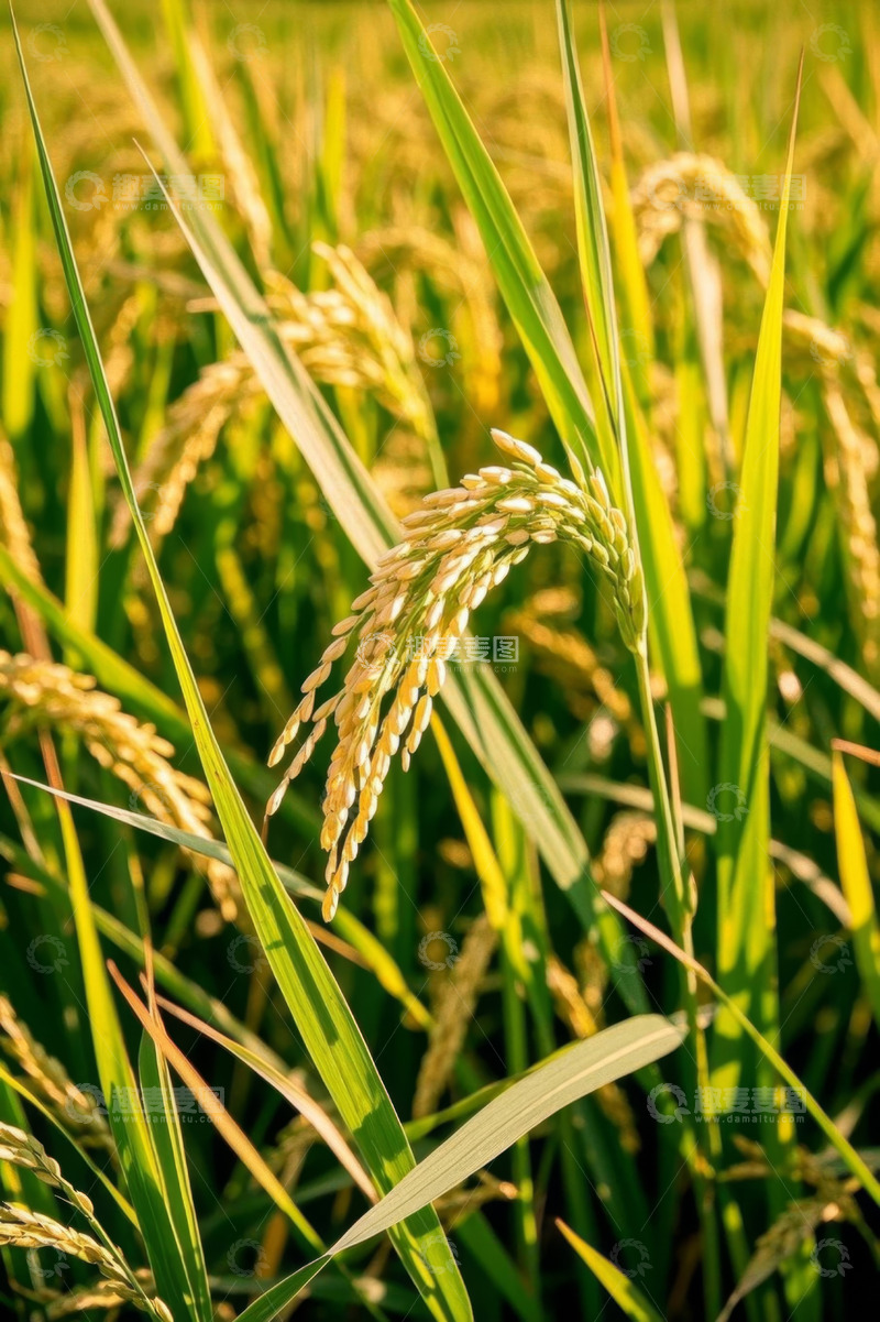 高清大图下载【趣麦麦图】成熟稻田特写自然景象