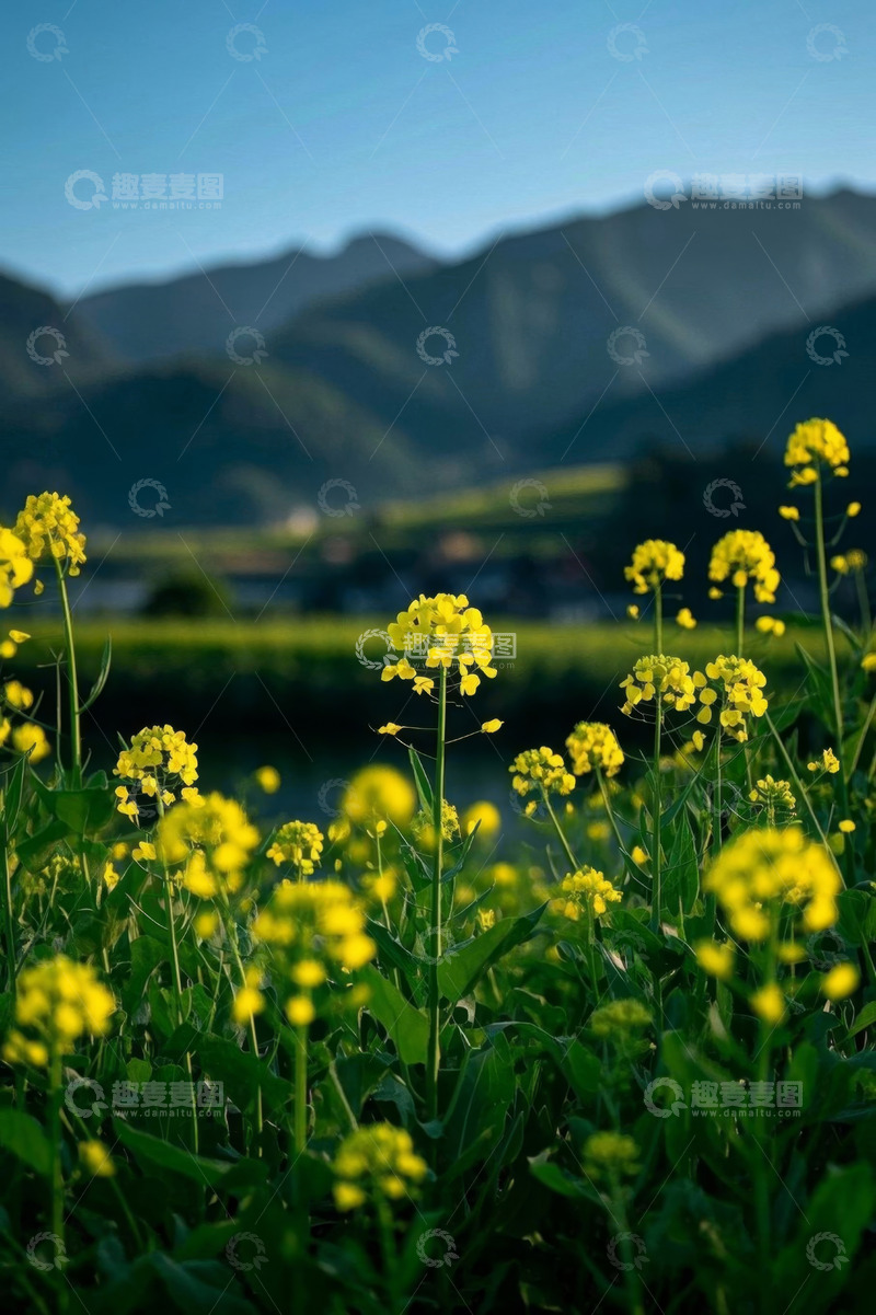 高清大图下载【趣麦麦图】田野间盛开的黄色油菜花