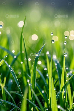 带露珠的青草特写