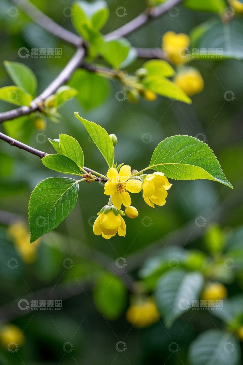 高清大图下载【趣麦麦图】枝头绽放的黄色花朵与绿叶