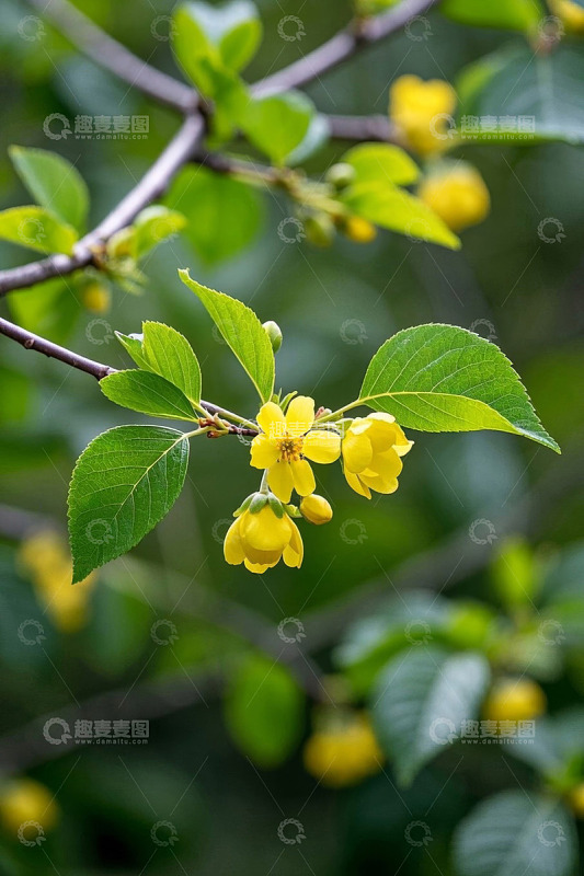 枝头绽放的黄色花朵与绿叶