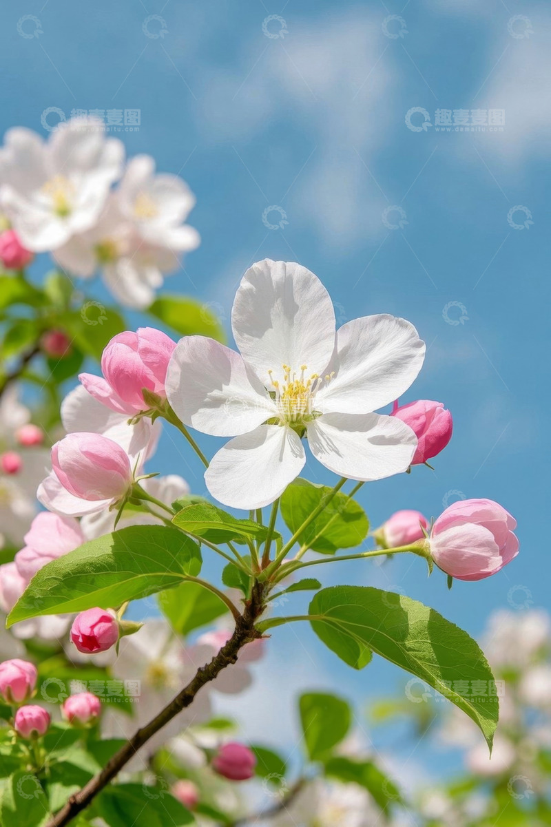 高清大图下载【趣麦麦图】蓝天背景下绽放的粉色白色花朵