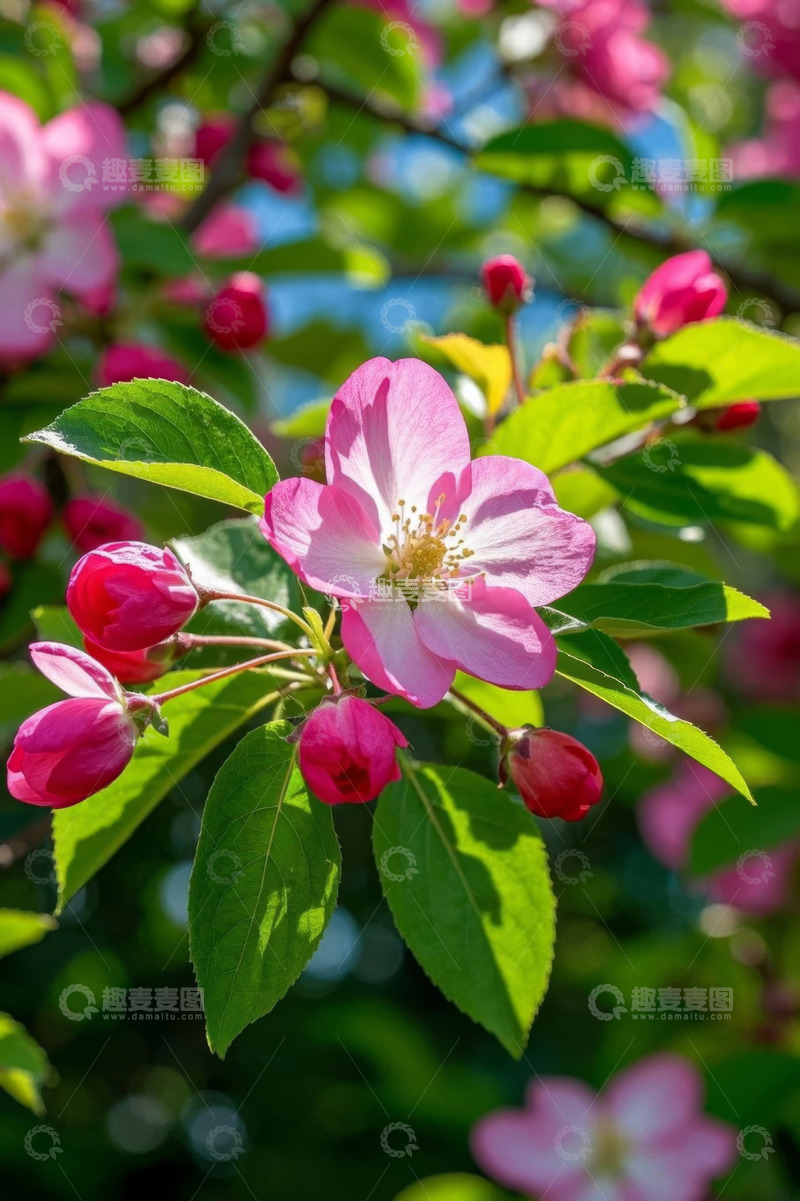 高清大图下载【趣麦麦图】盛开的粉色花朵特写