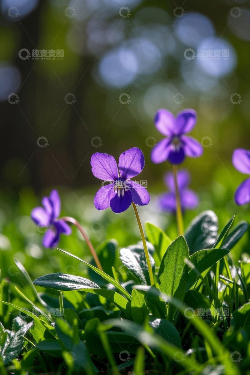 高清大图下载【趣麦麦图】草地上的紫色小花特写